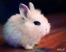 króliczeeek <33