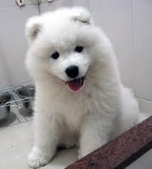 samoyed :)
