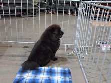 chow chow na Targach we Wro...