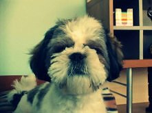 Shih Tzu