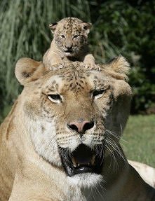 Hercules jest największym "kotem" na świecie. Waży 419 kilogramów, ma 3,3 metry długości i 1,2 metra wysokości. Zwierzę pochłania codziennie ponad 10 kilogramów mięsa!
