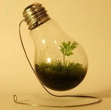 garden within lightbulb