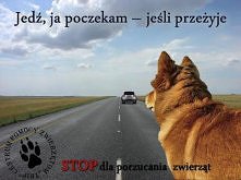 Nie porzucajmy zwierząt!!!