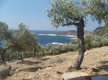 oliwki na tle morza Egejski...