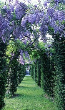 wisteria