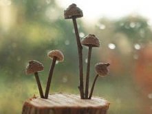 Grzybki z żołędzi i patyczków - instrukcja na Tipy.pl