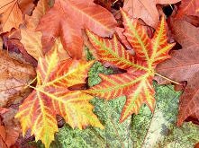 liście klonu - moje ulubione :)