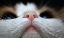 ***