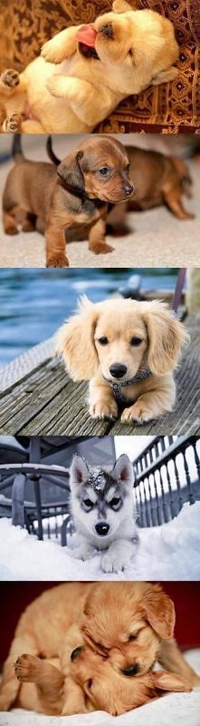 Najsłodsze szczeniaki