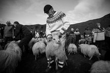 Rettir - coroczne święto ow...