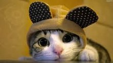 Meow