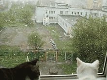 gif. calujace sie kotki