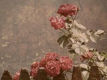 "O Różo,
 Moja mała, czerwona różyczko !
 Jesteś taka piękna, taka doskonała...
 Rośnij wysoko, pnij się w górę!
Pokaż wszystkim, że choć jesteś maleńka
 Potrafisz dotrzeć ...