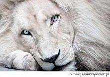 Lion biały...