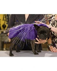 Illuminated Porcupine Dog Costume