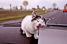 chicacatalina.blogspot.com