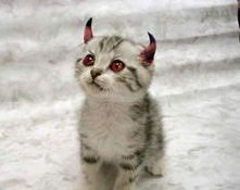 To jest mój kotek :3