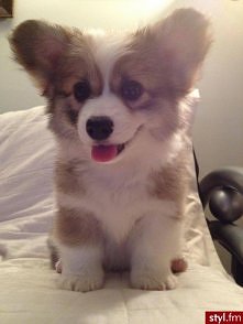 o bosze co to za rasa chcę xd