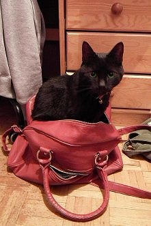 Mój kot może spac wszędzie, nawet w torebce xD