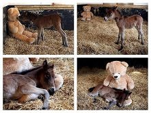 Każdy powinien mieć swojego...