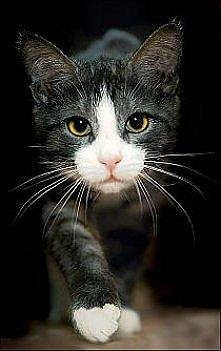 Miał...idę do Ciebie!