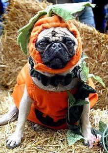 Zbliża się Halloween.