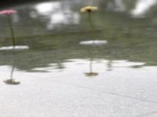 swietna nakladka na kwiatki