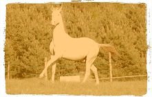 Koń to zwierze któremu możn...