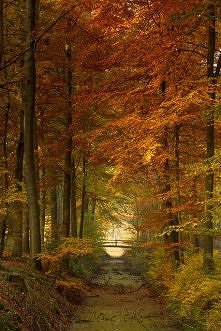 Jesienny las w Holandii