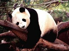 panda ^^