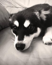 Loki, pies Liama kończy dzisiaj rok ^^ śliczny