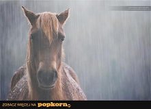 koń