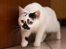 Uwielbiam biało czarne koci...