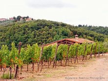 Winnica Casa Al Vento