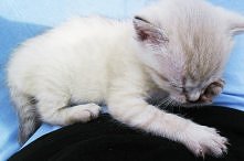 Słodziutki nie?
Kot przyjaciółki :*