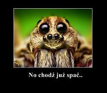 no już.. pajączek prosi :D