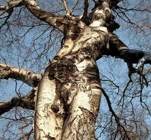 kobieta brzoza...:)kocham te drzewa:)