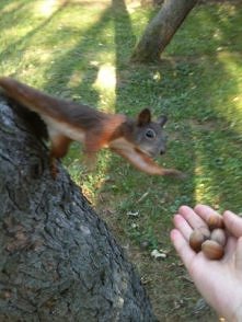 Bądź człowiek, daj orzecha!