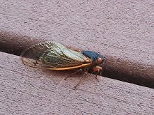 cykada, mialam nie-przyjemn...