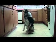 Clever dog.
