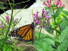 Motyl pozujący do zdjęcia :D