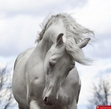piękny biały koń