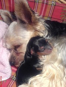 Nela z jednodniowym szczeni...