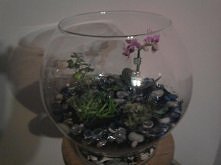 bluszcz, mini storczyk, sukulent dobrze się razem czują (o dziwo)