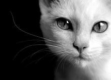 Uwielbiam białe koty <3