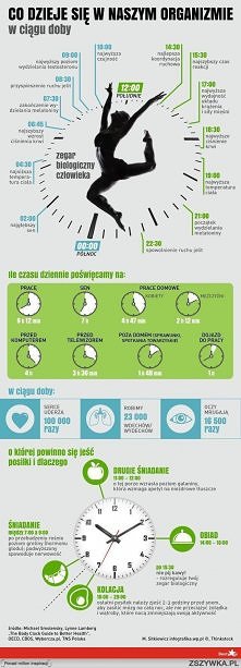 Co się dzieje w naszym organiźmie w ciągu doby