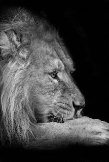 jestem jak lew...jestem królem!