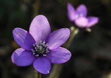 hepatica nobilis