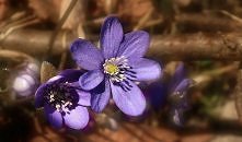 hepatica nobilis