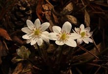 hepatica nobilis alba